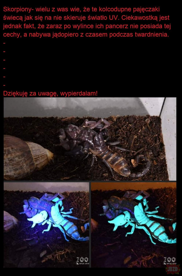 Ciekawostka o skorpionach