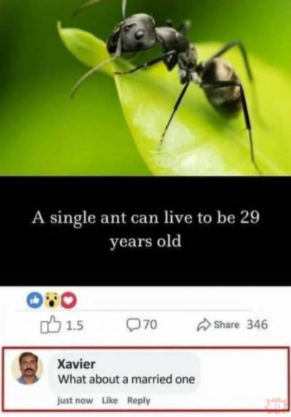 Single ant