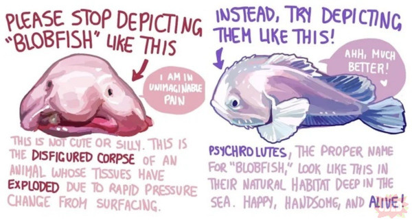 Blob fish