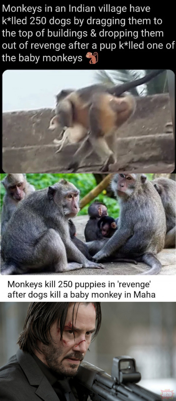 Małpy rozrabiają