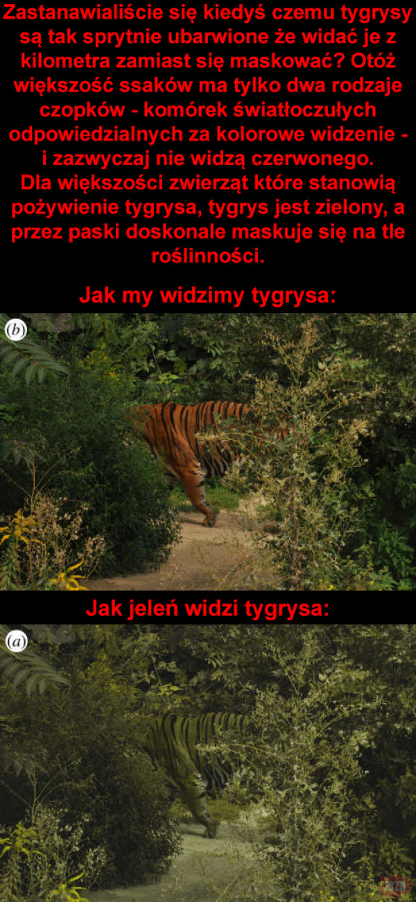 Jak wygląda tygrys