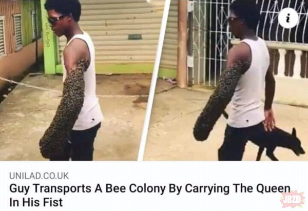 Bierzesz królową i przenosisz tak całą kolonię pszczół