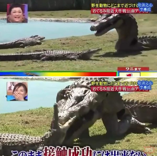 Wkurwianie krokodyli