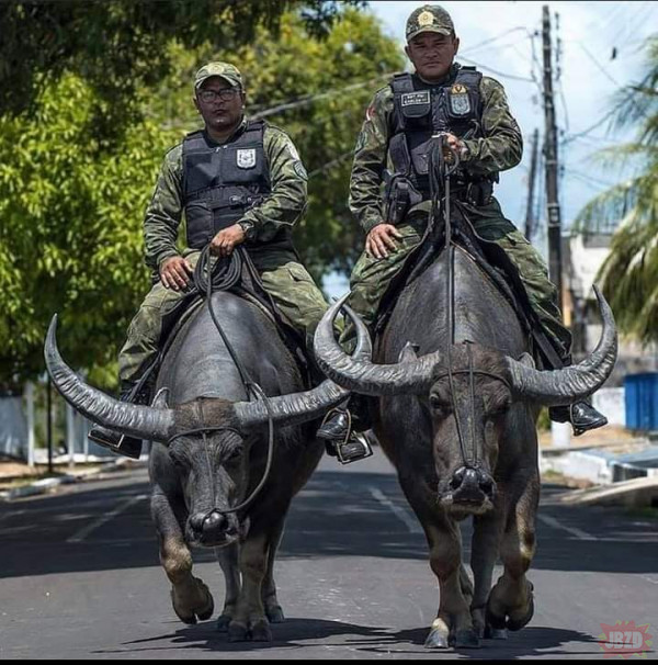 Brazylijscy policjanci