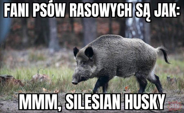 Silesian husky