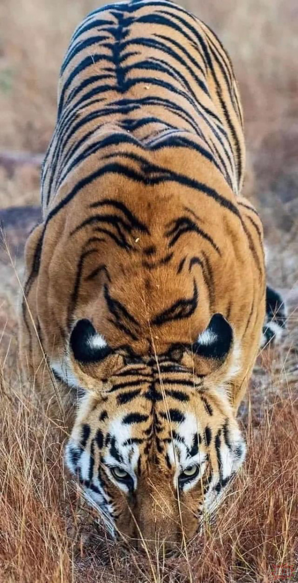 Natura. Uszy tygrysa bengalskiego tworzą sztuczne oczy, które przedstawiają gigantyczną twarz podczas picia w ukłonie.