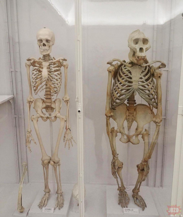 Szkielet człowieka kontra szkielet goryla