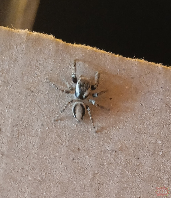Ktoś może wie co to za pajączek?