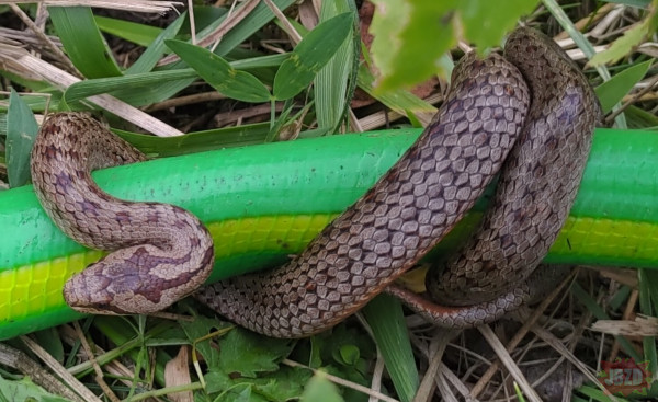 Co to za wąż?