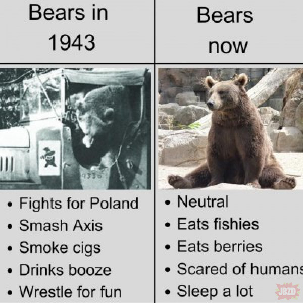Kiedyś to byli niedźwiedzie