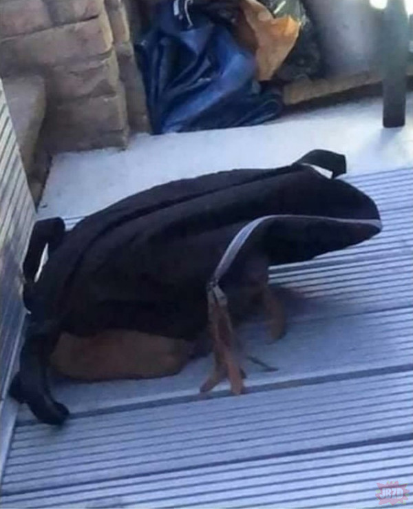 Plecak żaba