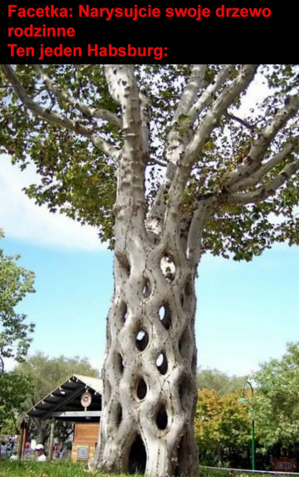 Drzewo rodowe