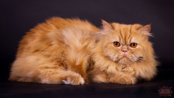 Top Rasy Kotów: Miejsce 5 - Perski