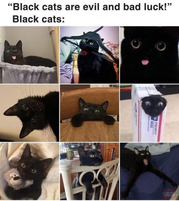 Krótko o czarnych kotach