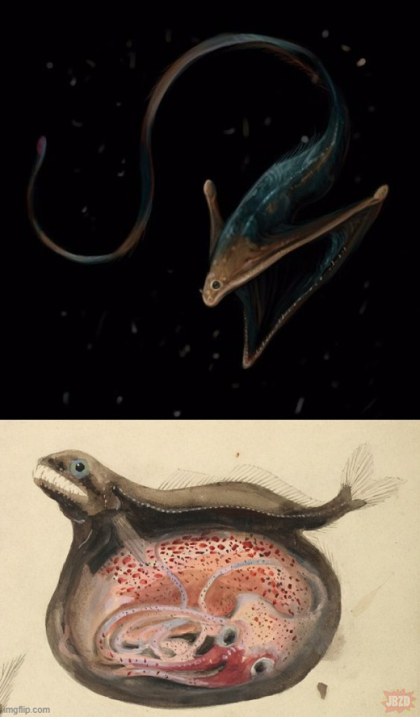 Połykacze – Dwie różne ryby głębinowe o zaskakującej pojemności