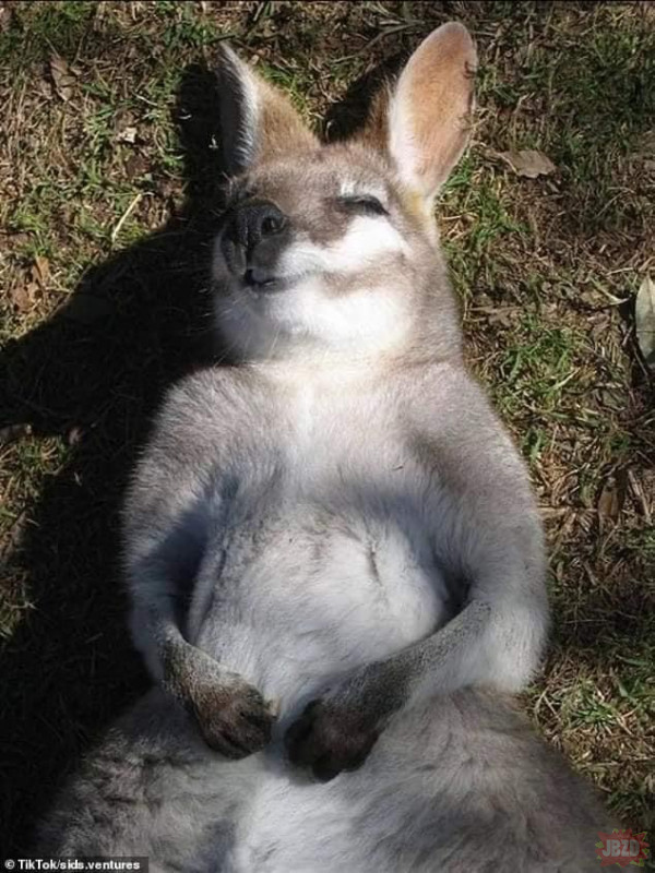 Naćpane kangury