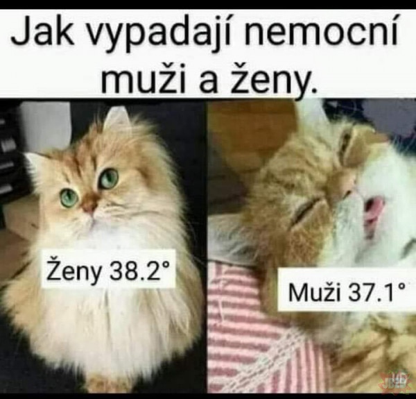 czeskie koty chore