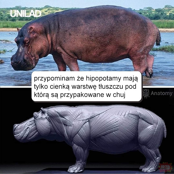 Hipopotam chad