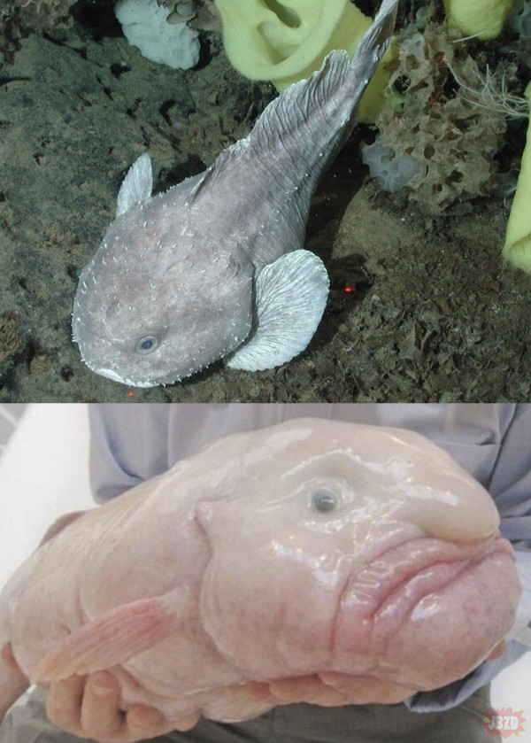 Blobfish przed i po ekstremalnym uszkodzeniu tkanek z powodu usunięcia go z wysokiego ciśnienia głębokiego morza, w którym żyje