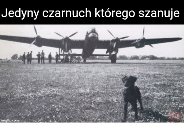 Pies Nigger z 651 dywizjonu bombowego RAF