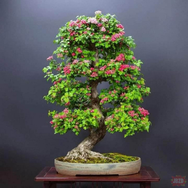O bonsai słów kilka