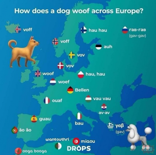psy w maroko zamienily sie miejscem z eustachym otyką