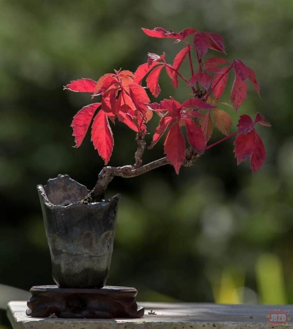 O bonsai słów kilka