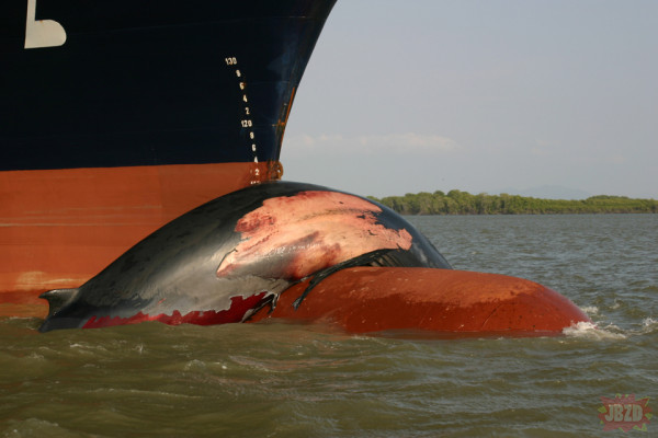 Samobójstwa wielorybów [dzida edukacyjna 18+]