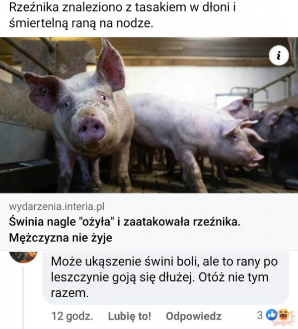 Mordercza świnia