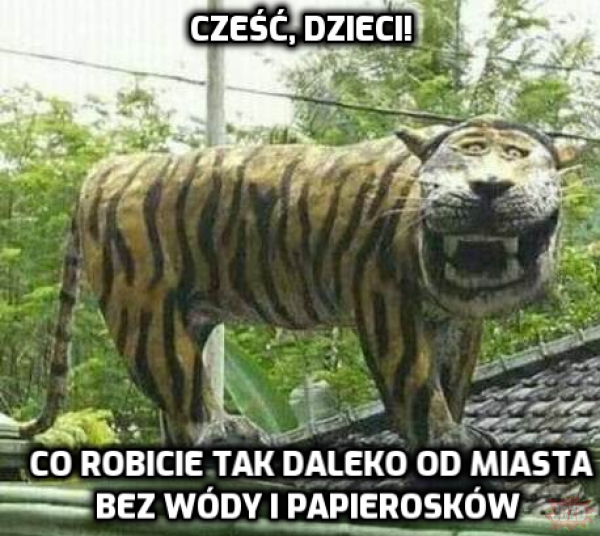 Papa Tygrys