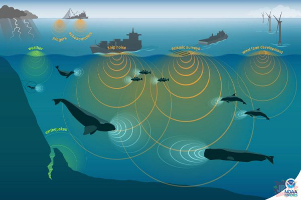 Hydrofony – Wsłuchując się w głębiny oceanów