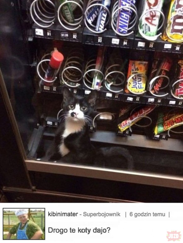 Automat z kotkami