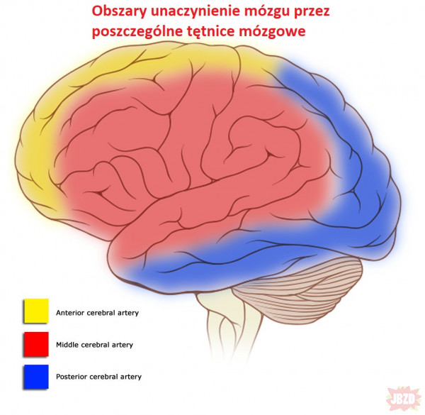 Ciekawostki medyczne #2 - Udar mózgu