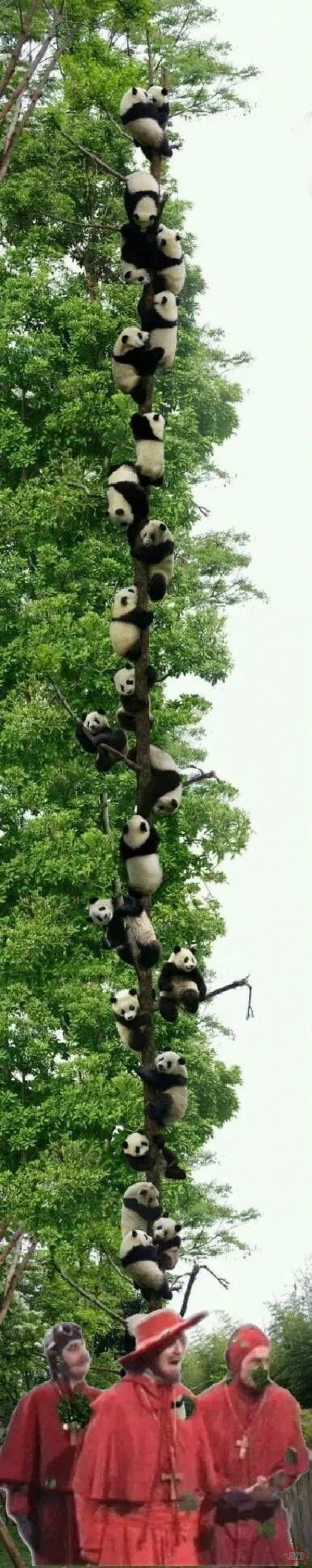 Pandy rosnące na pandowym drzewie