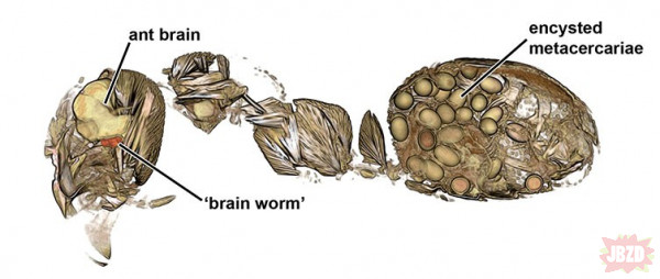 Dicrocoelium dendriticum - motyliczka wątrobowa