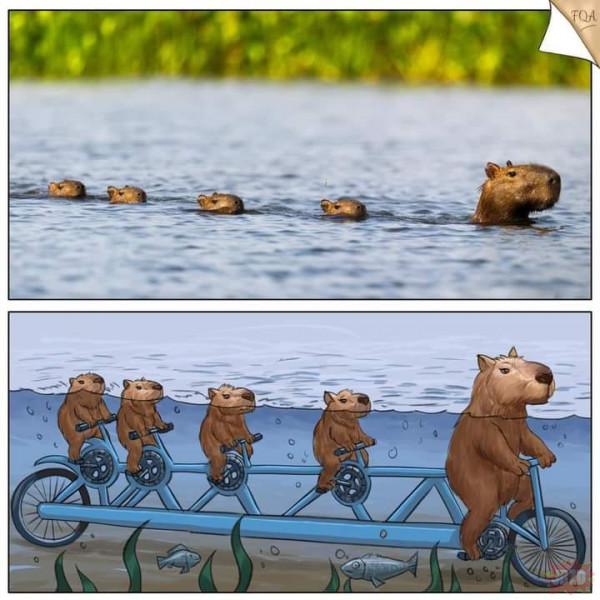 Jak działają kapibary