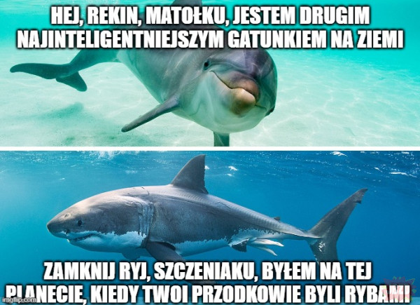 Rekin chad vs virgin delfin