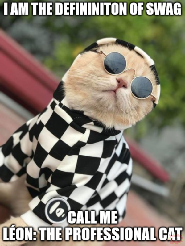 Kot Zawodowiec w bluzie