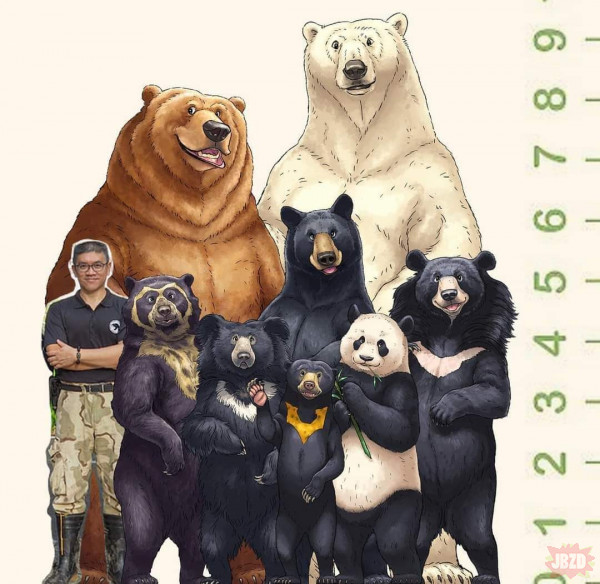 Porównanie wielkości niedźwiedzi w stosunku do azjaty