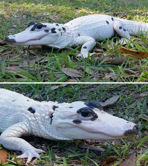 aligator leucystyczny