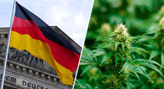 Oficjalnie: Niemcy zalegalizowały marihuanę!