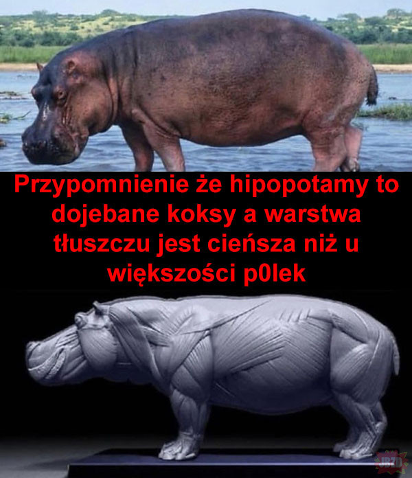 Potężny hipopotam
