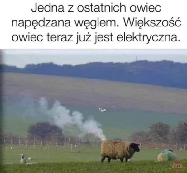 Steam owca