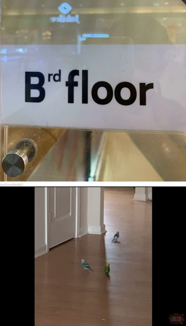 Bird floor