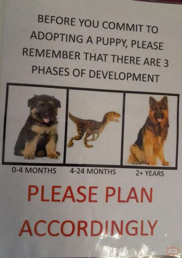 3 etapy rozwoju psa