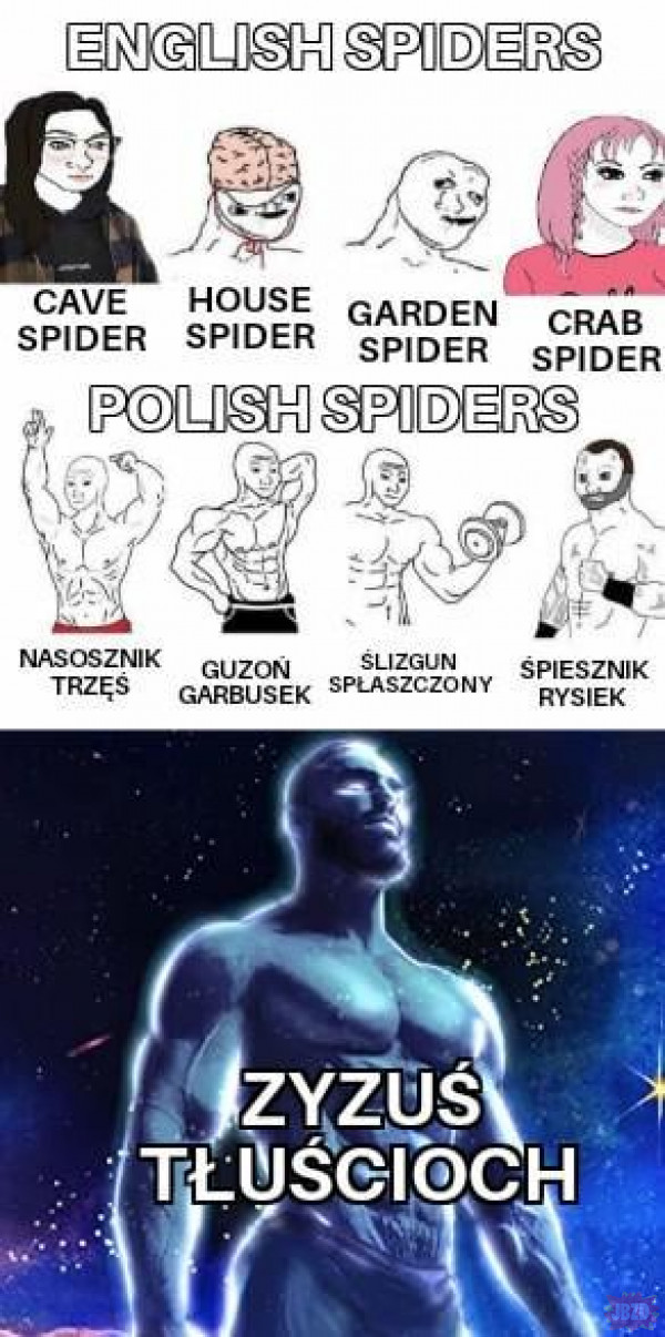 Epickie pająki