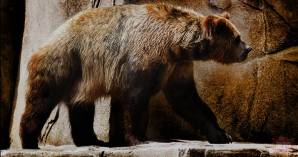 Codzienna Prehistoria: Niedźwiedź krótkopyski