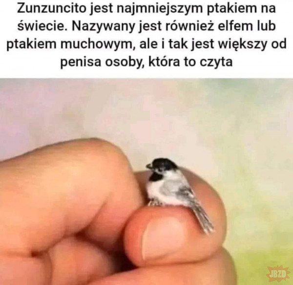najmniejszy ptak na świecie