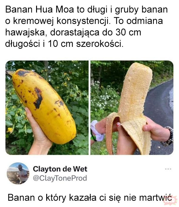 Potężny banan