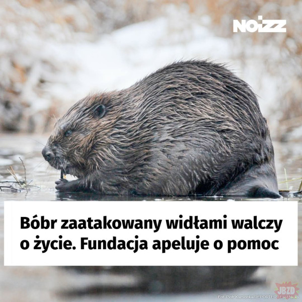 Zło bobrem zwyciężaj, a nie widłami